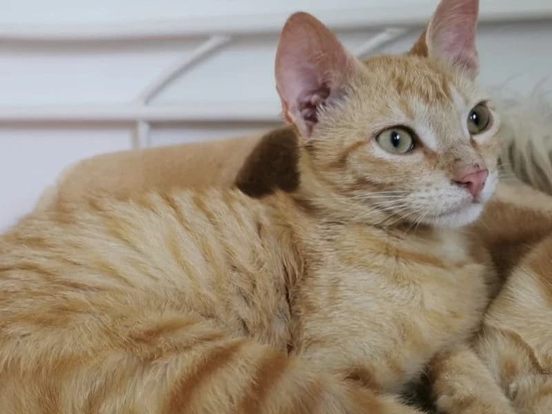 Johnny, male European Shorthair for adoption at Adopteer.be, Brussels