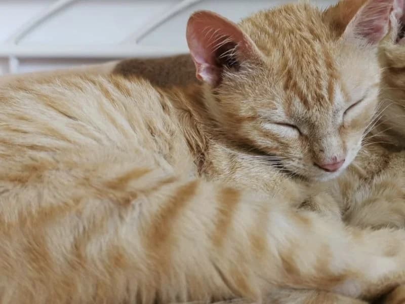 Johnny, male European Shorthair for adoption at Adopteer.be, Brussels — photo 3 of 5