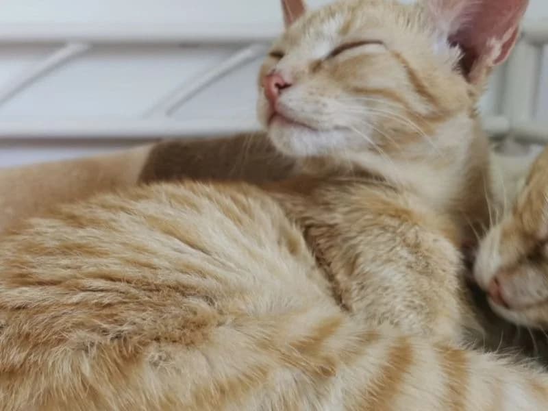 Johnny, male European Shorthair for adoption at Adopteer.be, Brussels — photo 4 of 5