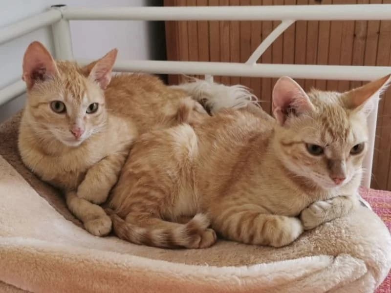 Johnny, male European Shorthair for adoption at Adopteer.be, Brussels — photo 5 of 5