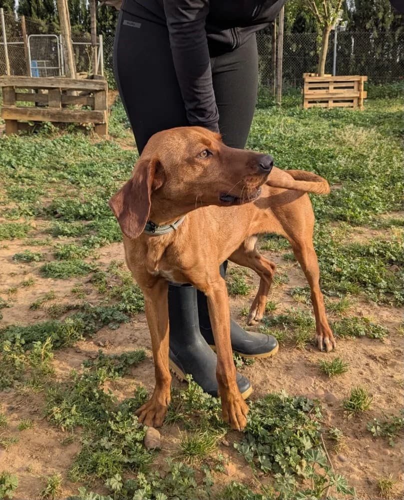 Scooby AC, male mixed breed for adoption at Adopteer.be, Brussels