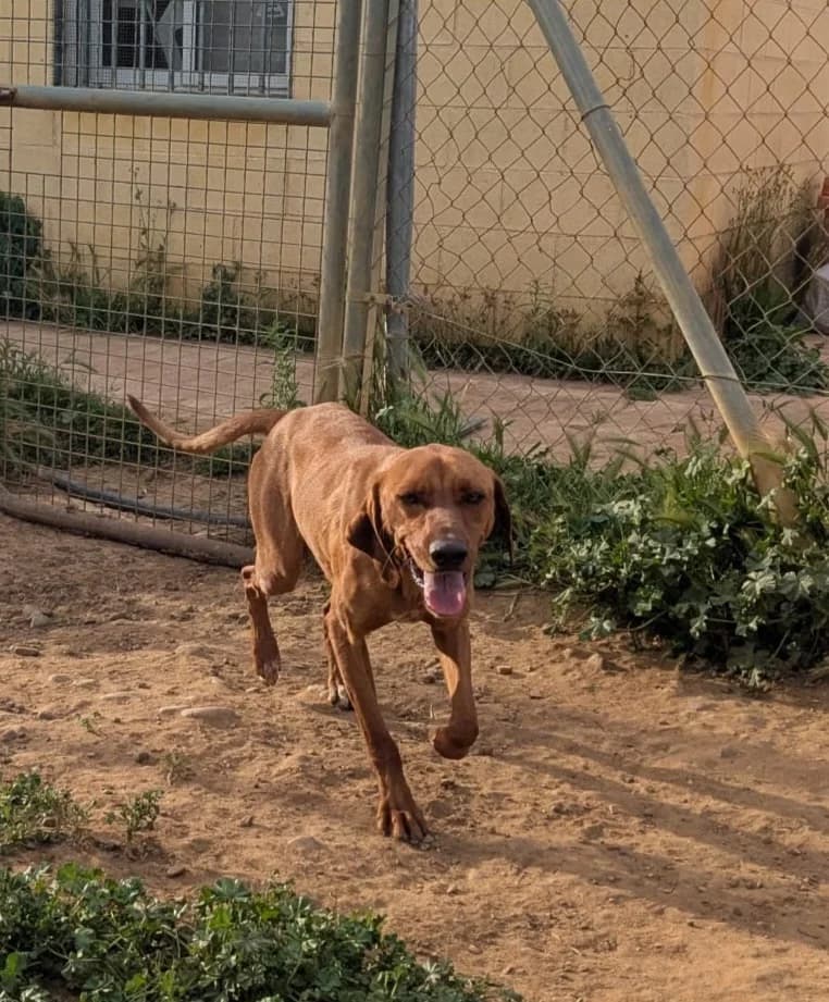Scooby AC, male mixed breed for adoption at Adopteer.be, Brussels — photo 2 of 12