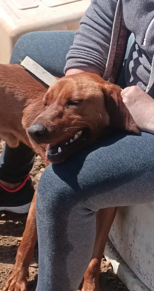 Scooby AC, male mixed breed for adoption at Adopteer.be, Brussels — photo 3 of 12