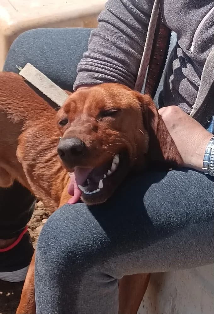 Scooby AC, male mixed breed for adoption at Adopteer.be, Brussels — photo 4 of 12