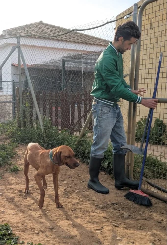 Scooby AC, male mixed breed for adoption at Adopteer.be, Brussels — photo 5 of 12