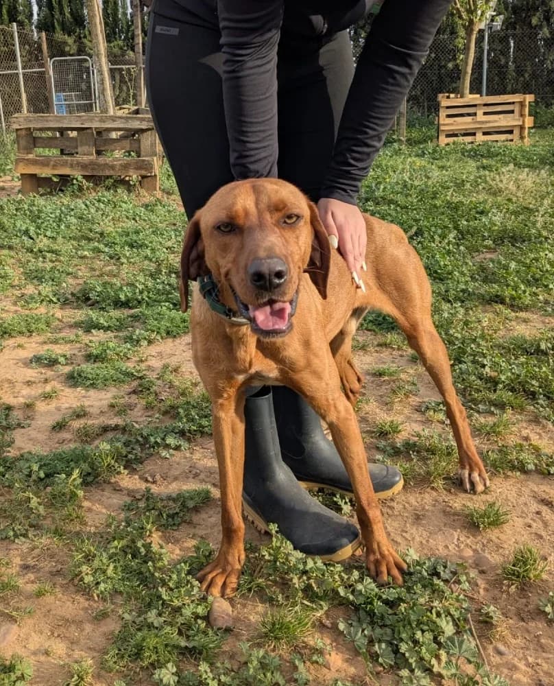 Scooby AC, male mixed breed for adoption at Adopteer.be, Brussels — photo 6 of 12