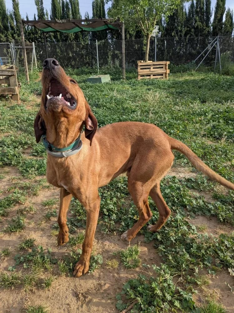 Scooby AC, male mixed breed for adoption at Adopteer.be, Brussels — photo 7 of 12
