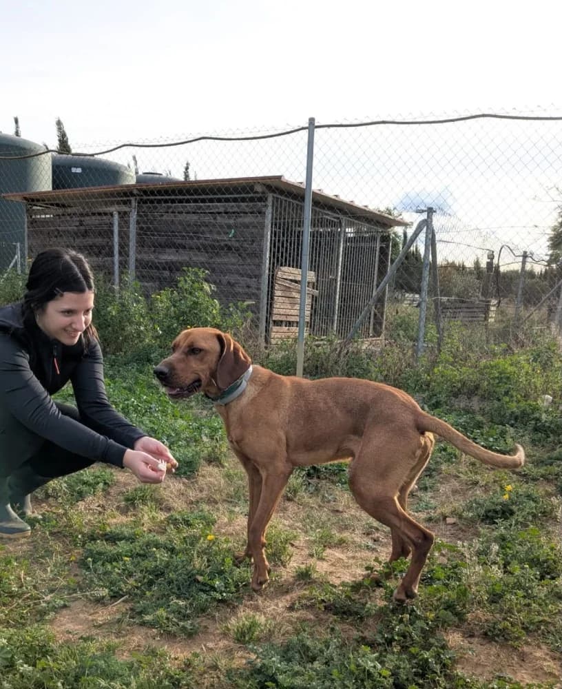 Scooby AC, male mixed breed for adoption at Adopteer.be, Brussels — photo 8 of 12