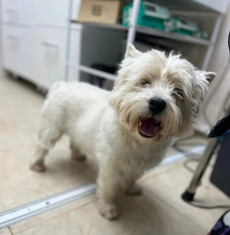 Emil, male West Highland White Terrier for adoption at Adopteer.be, Brussels