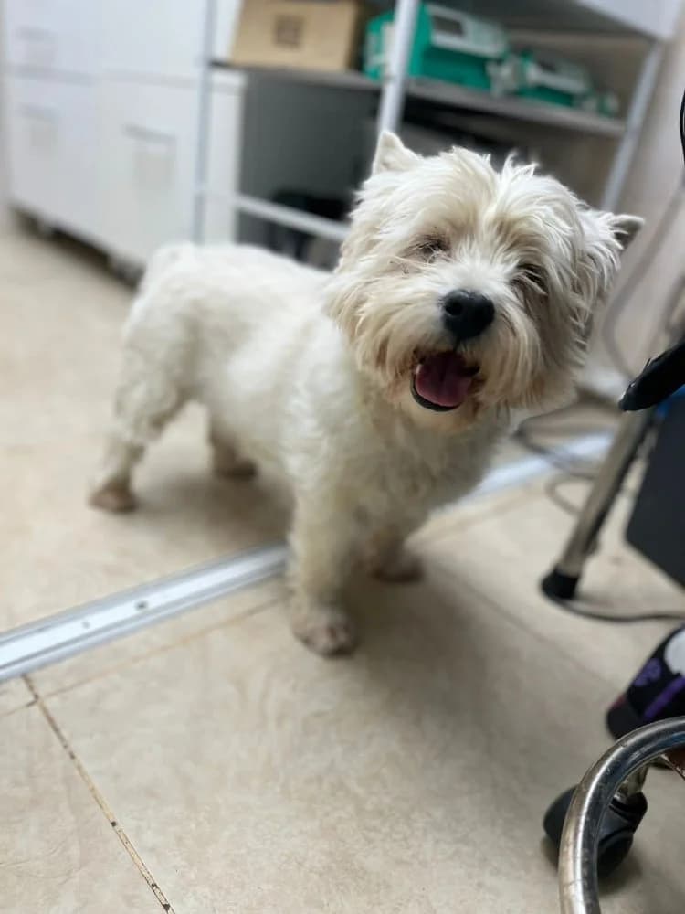 Emil, male West Highland White Terrier for adoption at Adopteer.be, Brussels — photo 2 of 10