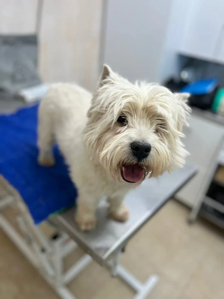 Emil, male West Highland White Terrier for adoption at Adopteer.be, Brussels — photo 3 of 10