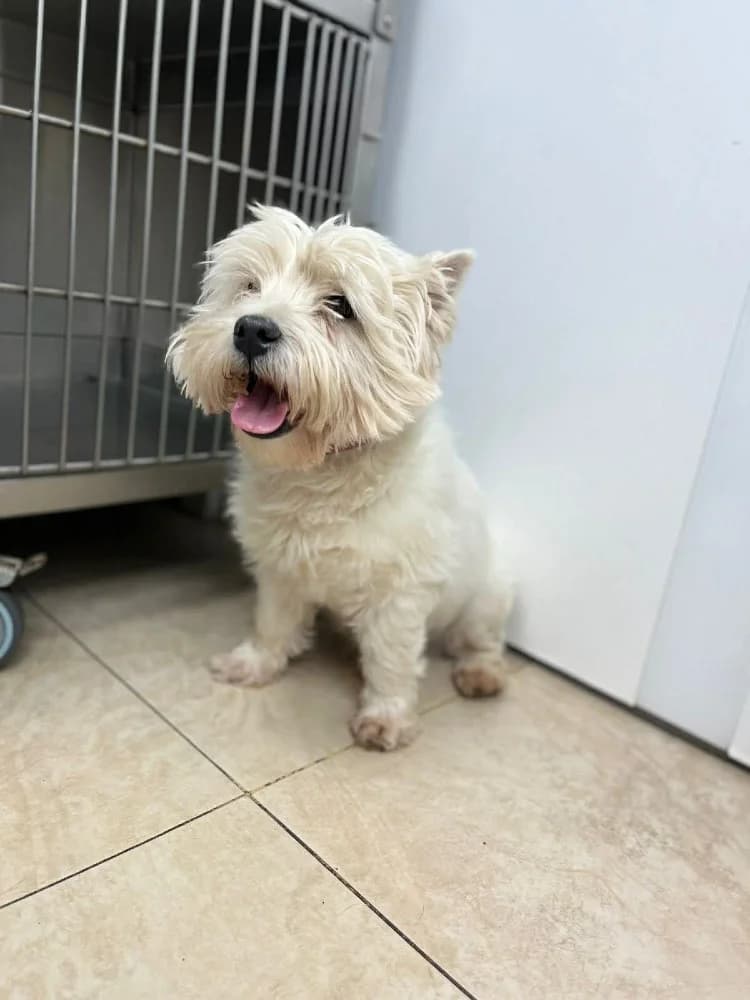 Emil, male West Highland White Terrier for adoption at Adopteer.be, Brussels — photo 4 of 10