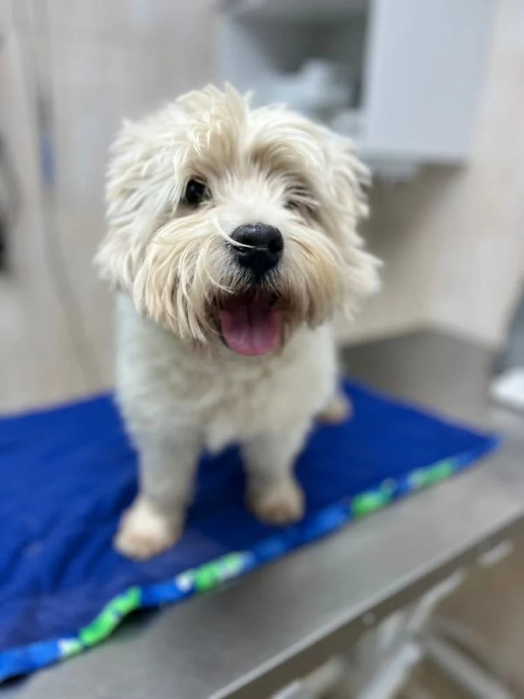 Emil, male West Highland White Terrier for adoption at Adopteer.be, Brussels — photo 5 of 10