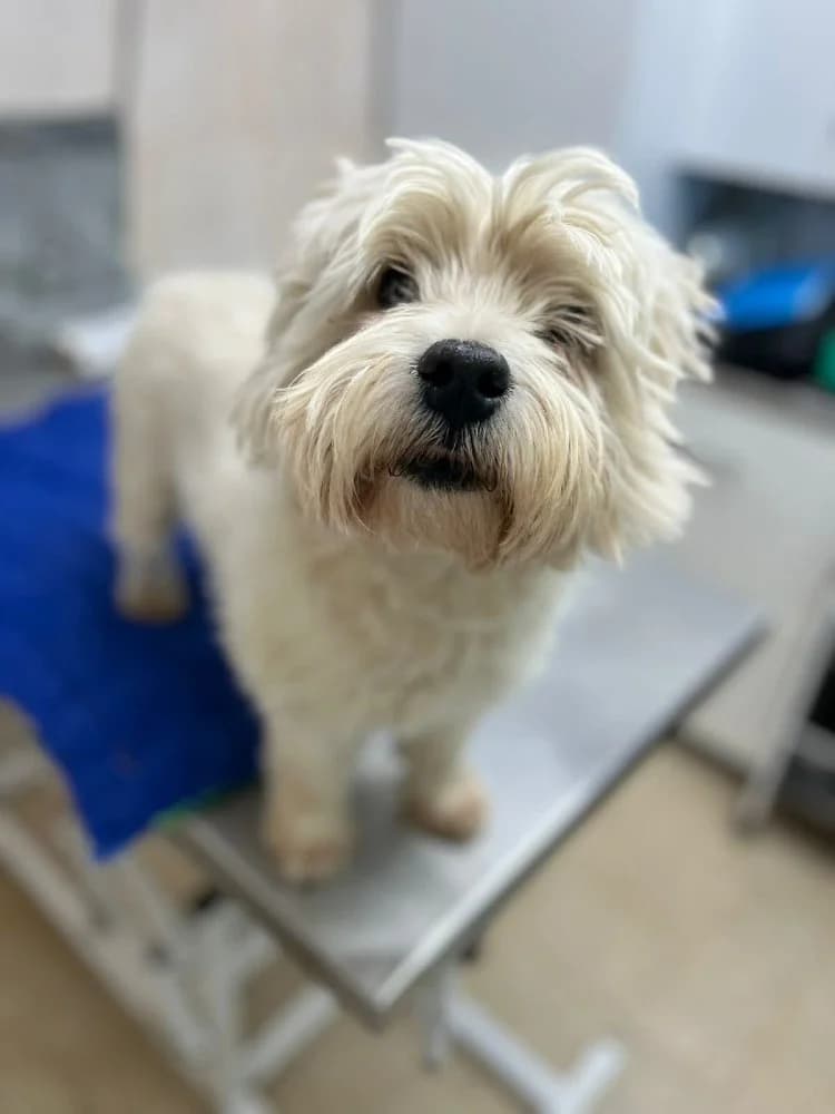 Emil, male West Highland White Terrier for adoption at Adopteer.be, Brussels — photo 6 of 10