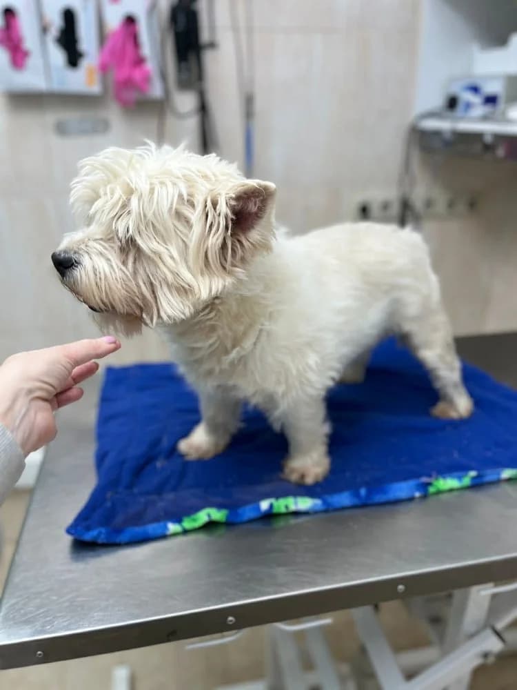 Emil, male West Highland White Terrier for adoption at Adopteer.be, Brussels — photo 7 of 10