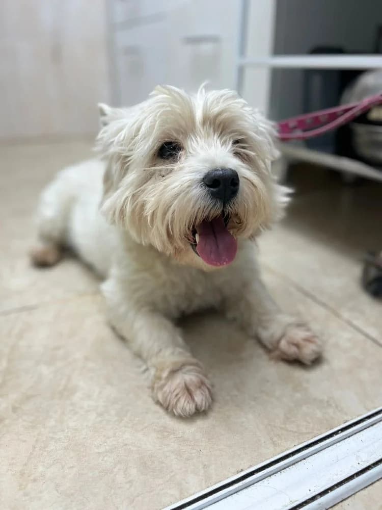 Emil, male West Highland White Terrier for adoption at Adopteer.be, Brussels — photo 8 of 10