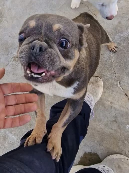 Marie, female English Bulldog for adoption at Adopteer.be, Brussels