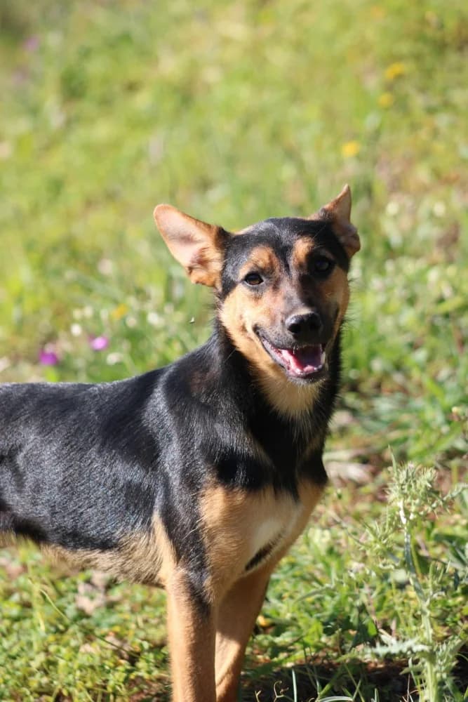 Harper ADR, female mixed breed for adoption at Adopteer.be, Brussels