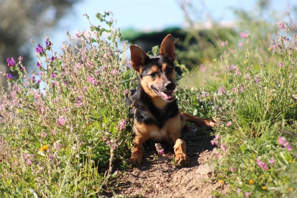 Harper ADR, female mixed breed for adoption at Adopteer.be, Brussels — photo 2 of 10