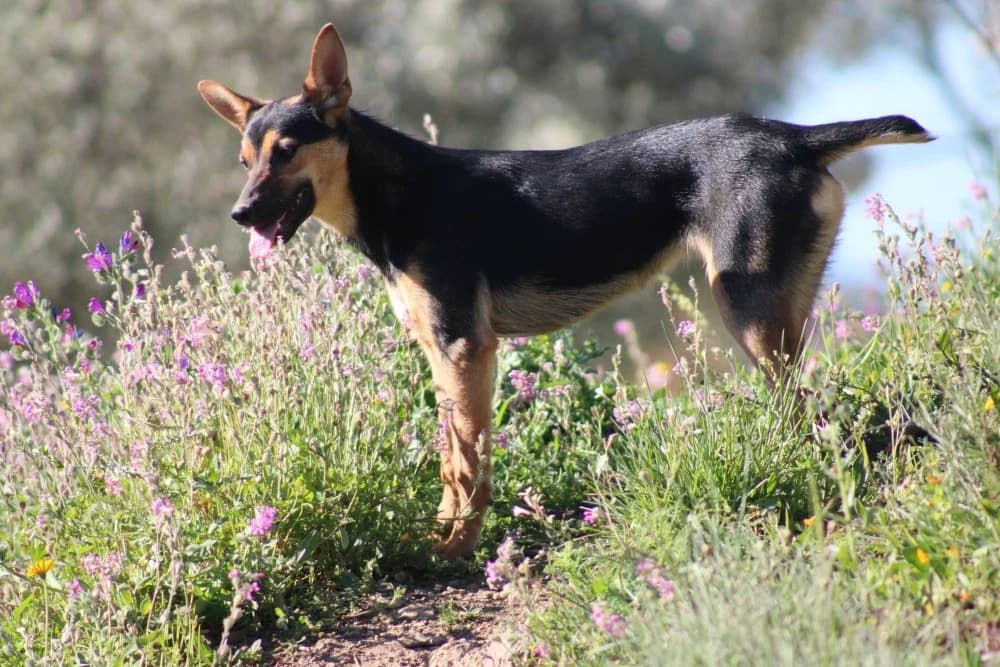 Harper ADR, female mixed breed for adoption at Adopteer.be, Brussels — photo 3 of 10