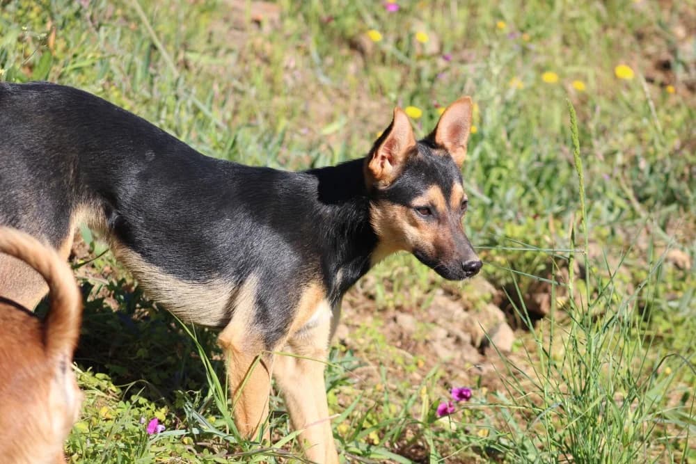 Harper ADR, female mixed breed for adoption at Adopteer.be, Brussels — photo 4 of 10