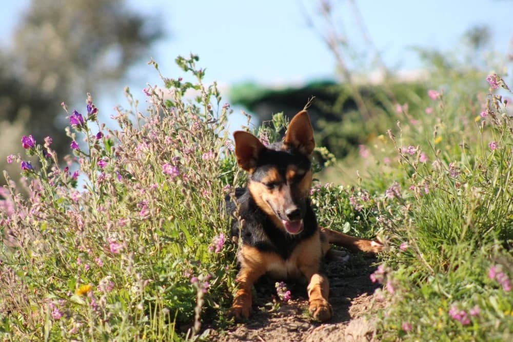 Harper ADR, female mixed breed for adoption at Adopteer.be, Brussels — photo 5 of 10