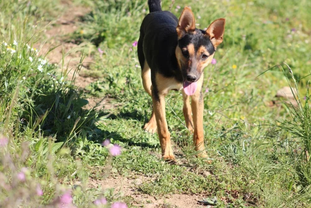 Harper ADR, female mixed breed for adoption at Adopteer.be, Brussels — photo 6 of 10