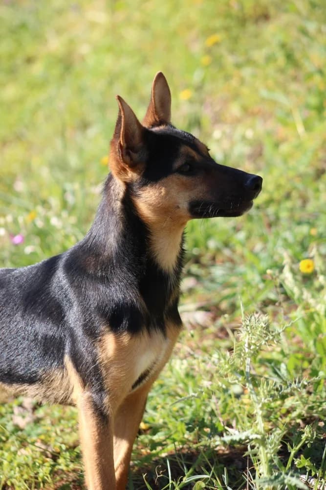 Harper ADR, female mixed breed for adoption at Adopteer.be, Brussels — photo 7 of 10