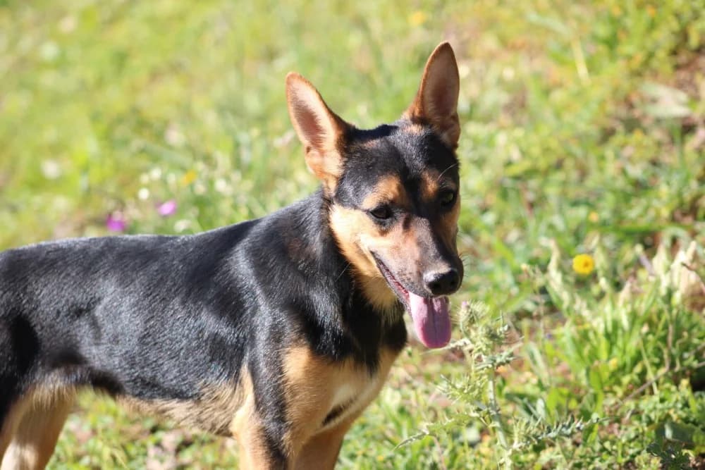 Harper ADR, female mixed breed for adoption at Adopteer.be, Brussels — photo 8 of 10