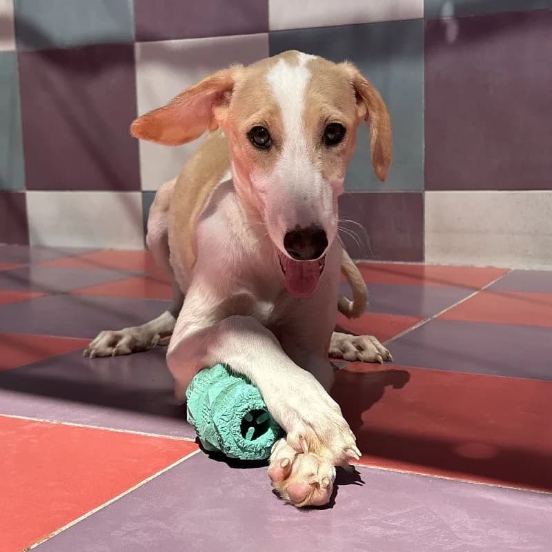 SALENA 24501, female Galgo Español for adoption at Adopteer.be, Brussels