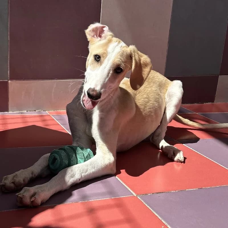 SALENA 24501, female Galgo Español for adoption at Adopteer.be, Brussels — photo 2 of 5