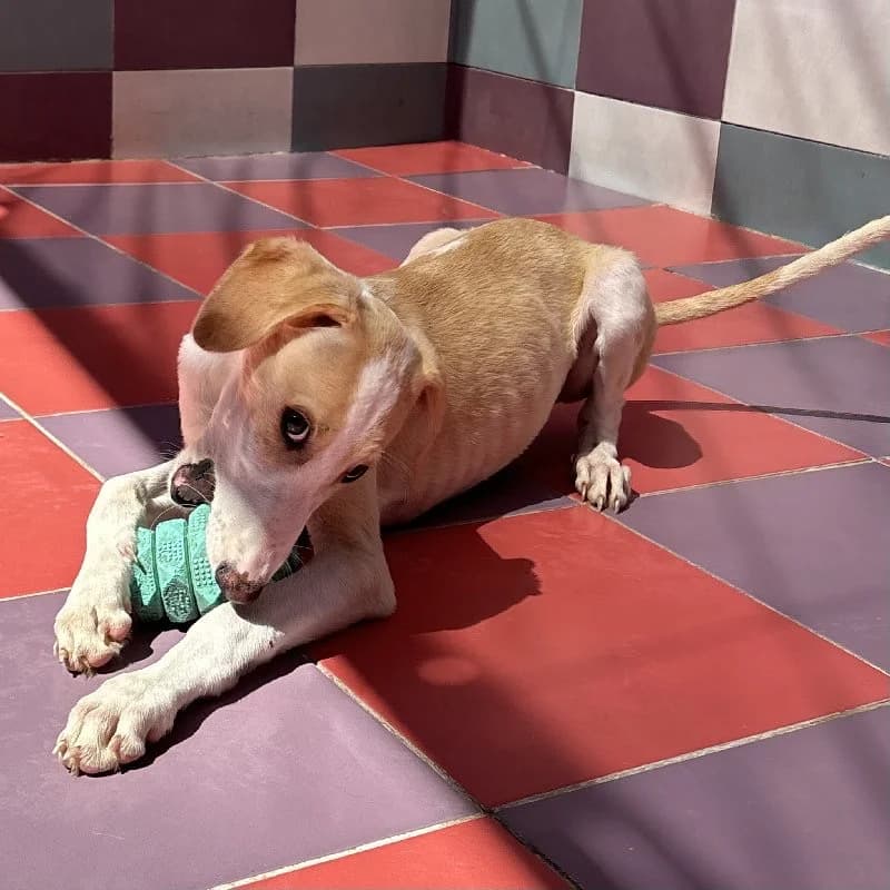 SALENA 24501, female Galgo Español for adoption at Adopteer.be, Brussels — photo 3 of 5