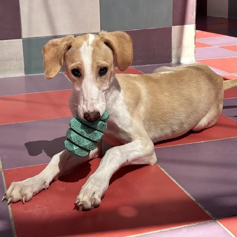 SALENA 24501, female Galgo Español for adoption at Adopteer.be, Brussels — photo 4 of 5