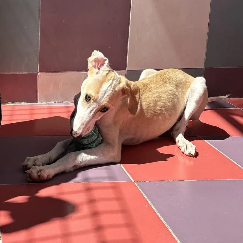 SALENA 24501, female Galgo Español for adoption at Adopteer.be, Brussels — photo 5 of 5