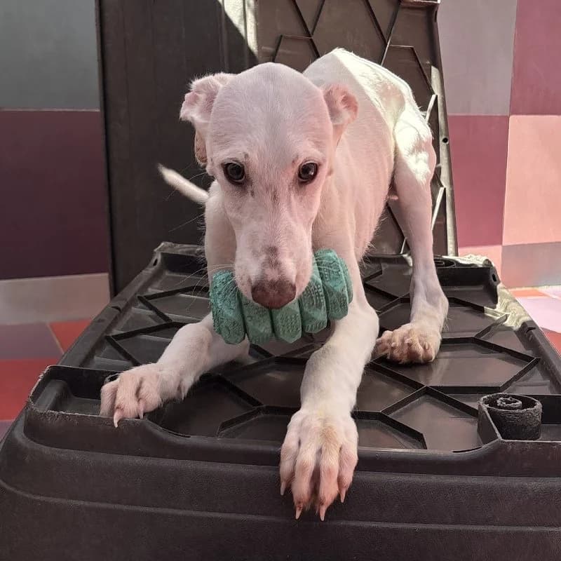 SAUL 24502, male Galgo Español for adoption at Adopteer.be, Brussels