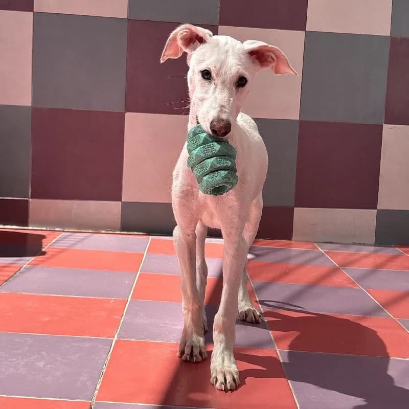 SAUL 24502, male Galgo Español for adoption at Adopteer.be, Brussels — photo 2 of 5