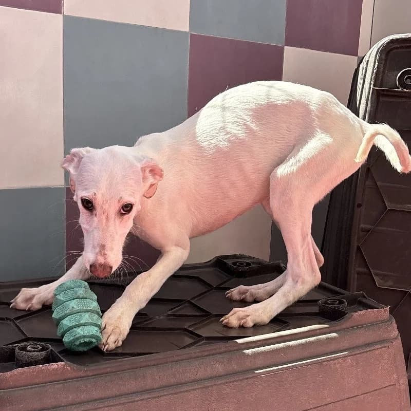 SAUL 24502, male Galgo Español for adoption at Adopteer.be, Brussels — photo 3 of 5