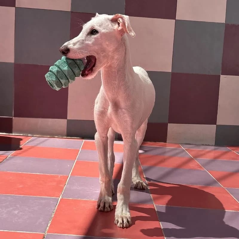 SAUL 24502, male Galgo Español for adoption at Adopteer.be, Brussels — photo 4 of 5