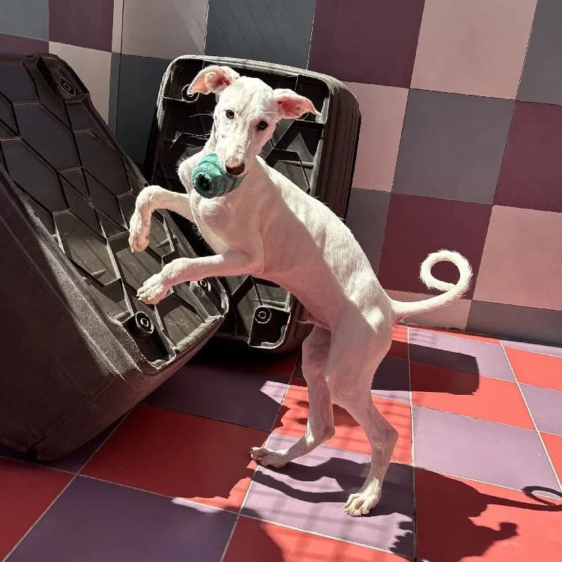 SAUL 24502, male Galgo Español for adoption at Adopteer.be, Brussels — photo 5 of 5