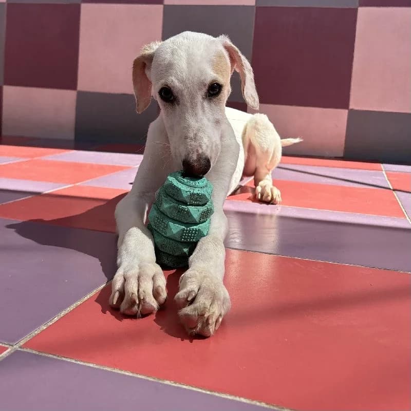 SIRACO 24503, male Galgo Español for adoption at Adopteer.be, Brussels