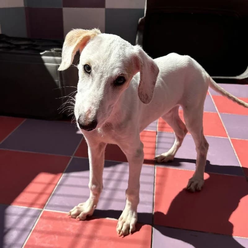 SIRACO 24503, male Galgo Español for adoption at Adopteer.be, Brussels — photo 2 of 5