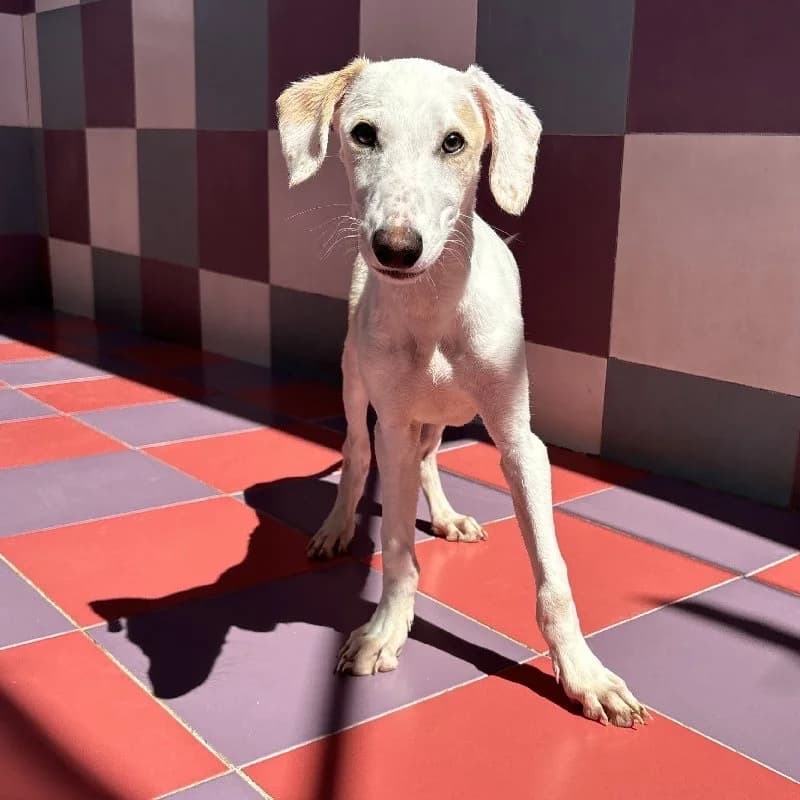 SIRACO 24503, male Galgo Español for adoption at Adopteer.be, Brussels — photo 3 of 5