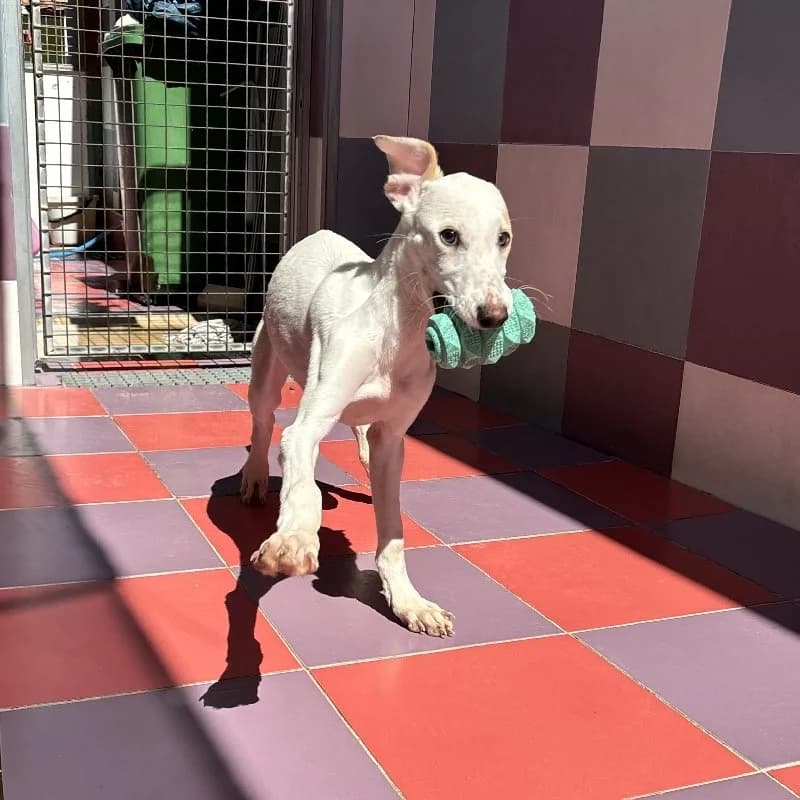 SIRACO 24503, male Galgo Español for adoption at Adopteer.be, Brussels — photo 4 of 5