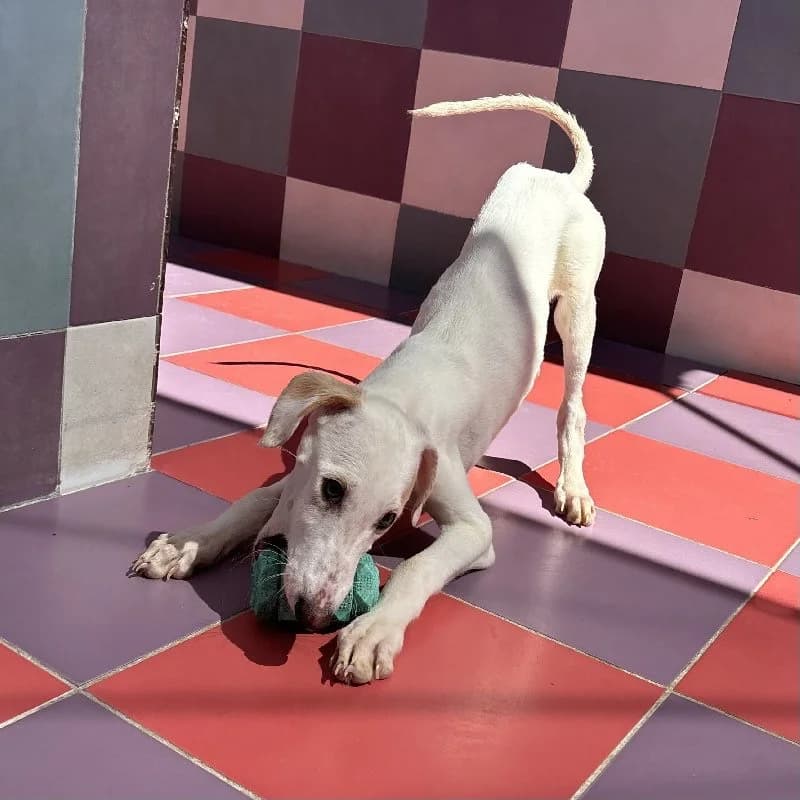 SIRACO 24503, male Galgo Español for adoption at Adopteer.be, Brussels — photo 5 of 5