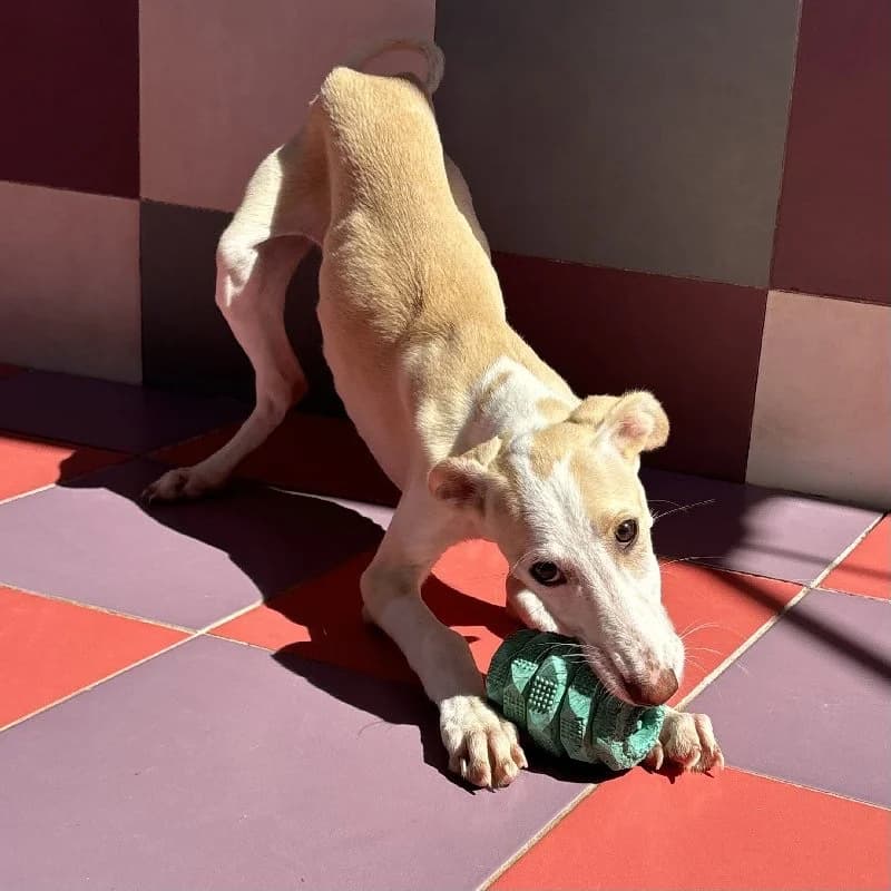 SIBELIUS 24504, female Galgo Español for adoption at Adopteer.be, Brussels