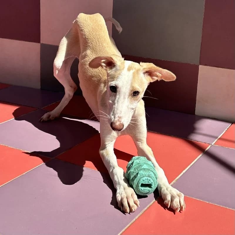 SIBELIUS 24504, female Galgo Español for adoption at Adopteer.be, Brussels — photo 2 of 5