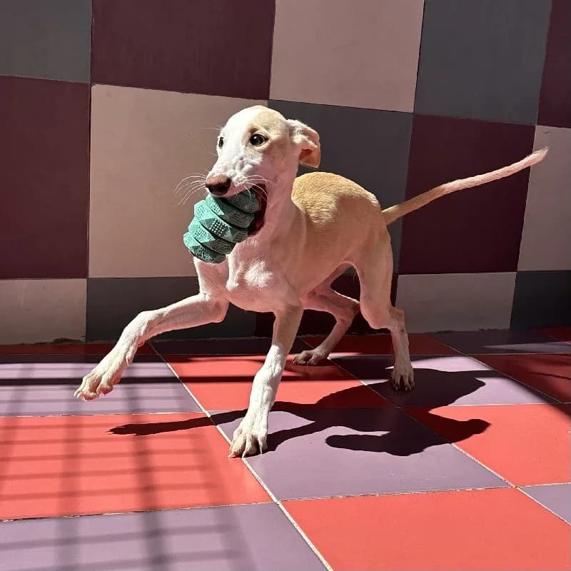 SIBELIUS 24504, female Galgo Español for adoption at Adopteer.be, Brussels — photo 3 of 5