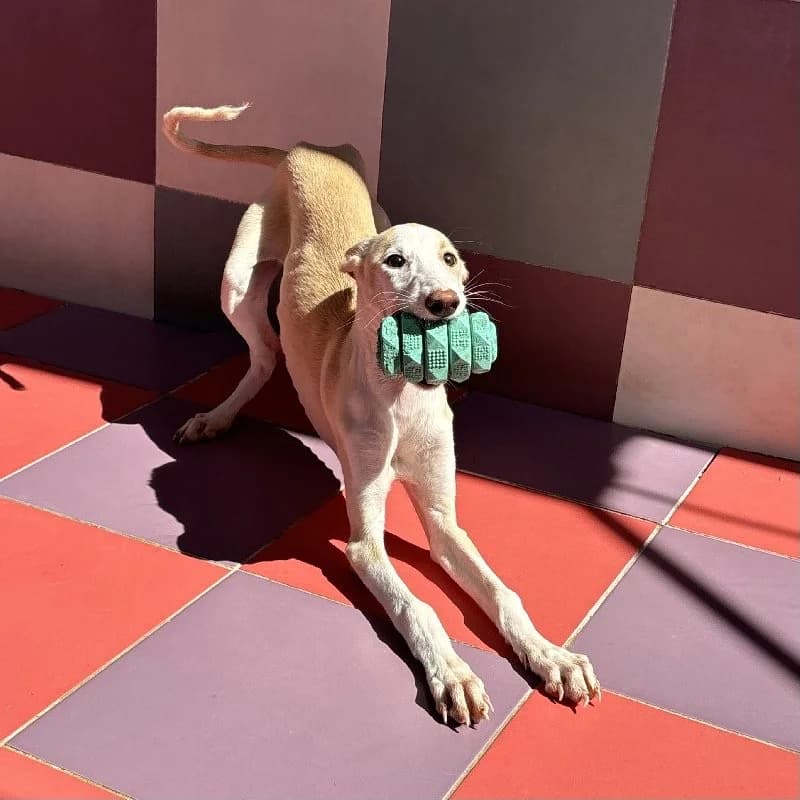 SIBELIUS 24504, female Galgo Español for adoption at Adopteer.be, Brussels — photo 4 of 5