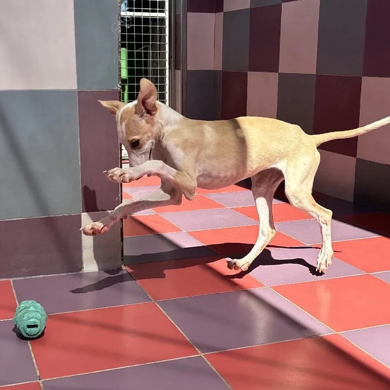 SIBELIUS 24504, female Galgo Español for adoption at Adopteer.be, Brussels — photo 5 of 5