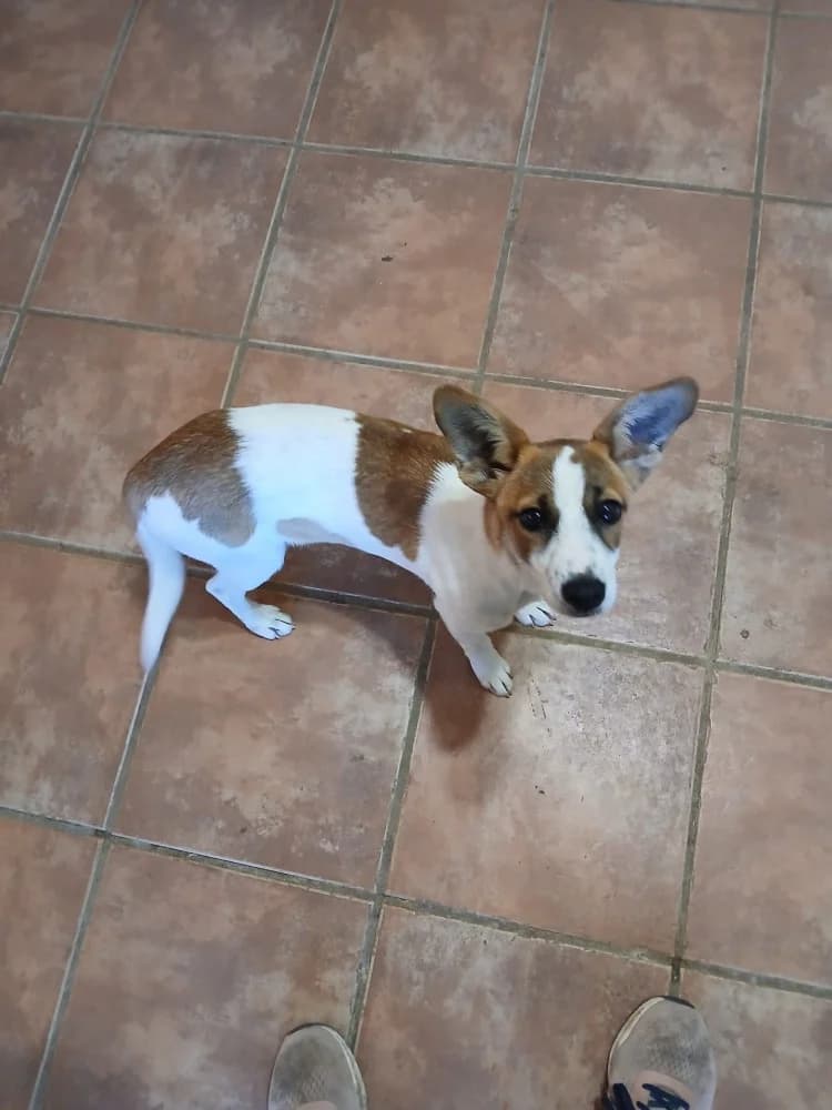 Stella ADR, female mixed breed for adoption at Adopteer.be, Brussels — photo 2 of 13